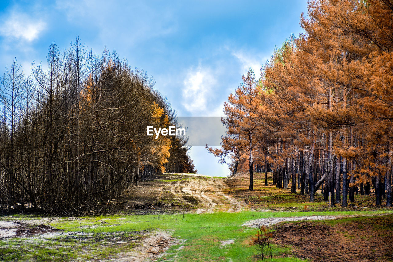 TREES GROWING ON FIELD AGAINST SKY