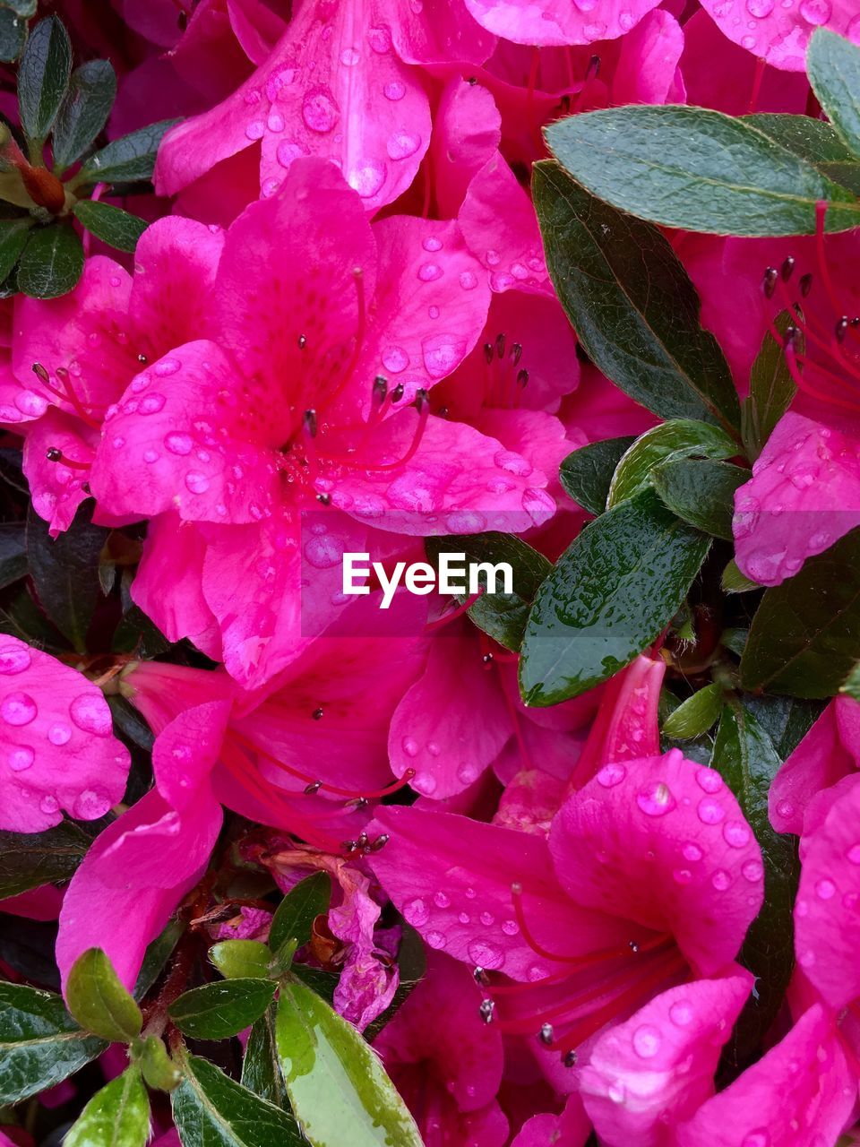 CLOSE-UP OF WET PINK FLOWERS