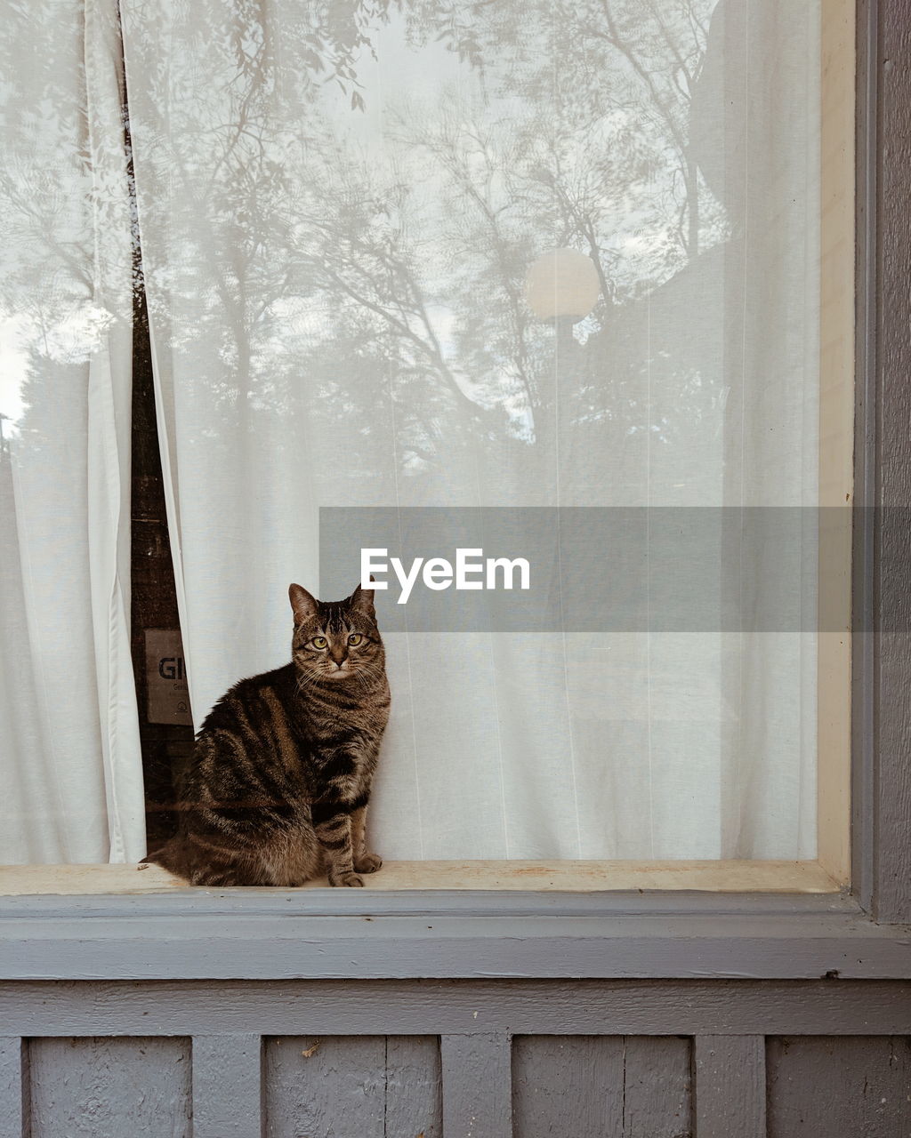 PORTRAIT OF A CAT SITTING ON WINDOW SILL