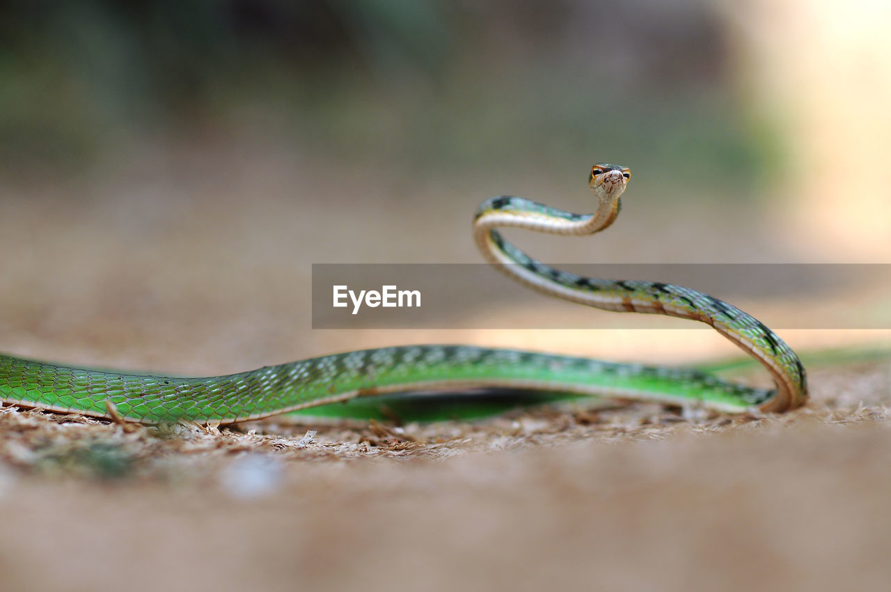 Close-up of snake on field