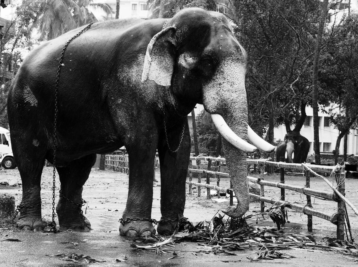 Elephant on wet road