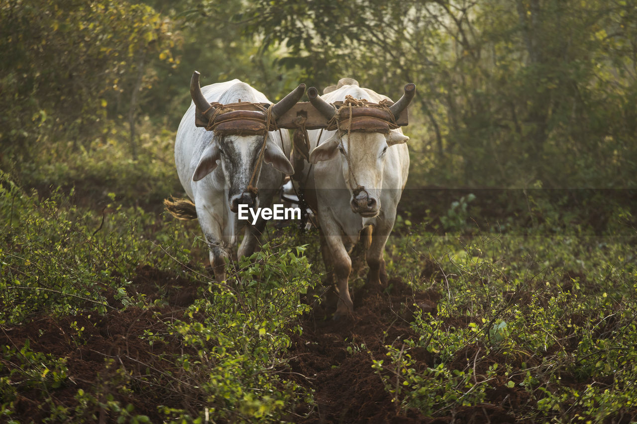 HORSES STANDING IN FIELD