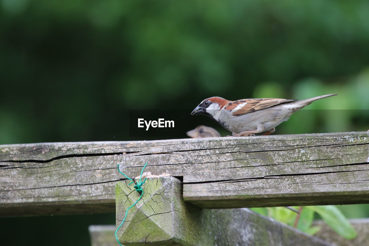 Low angle view of sparrows perching on wood