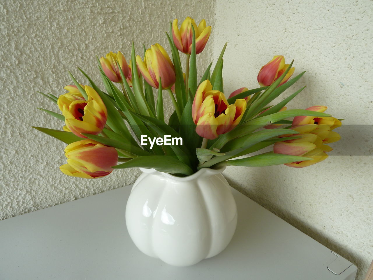 HIGH ANGLE VIEW OF WHITE TULIP IN VASE