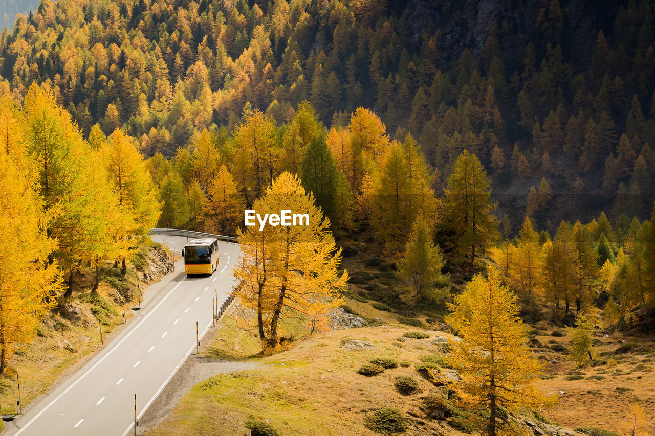 ROAD AMIDST TREES DURING AUTUMN