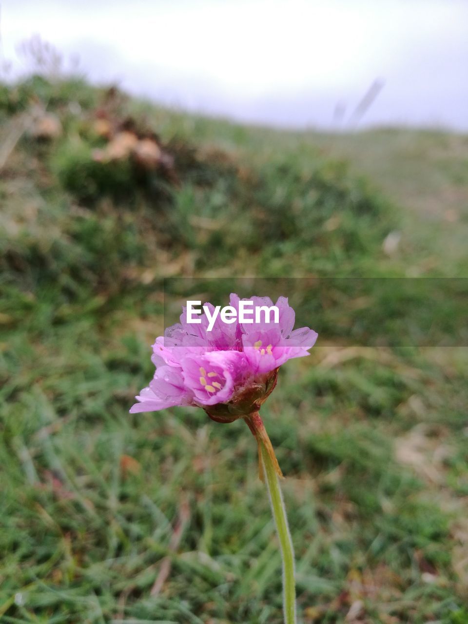 CLOSE-UP OF PINK FLOWERS BLOOMING ON FIELD