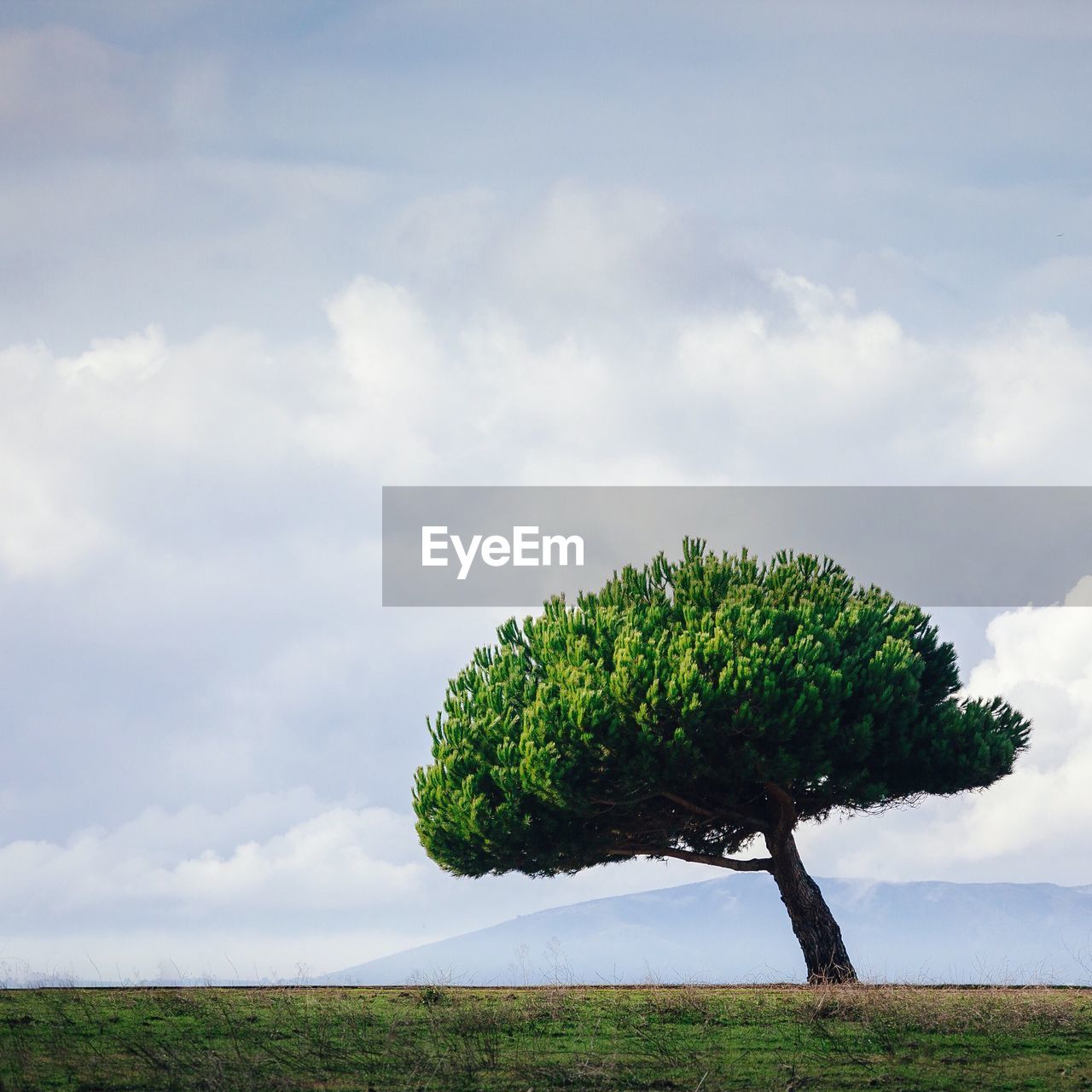 Tree on grassy field against cloudy sky