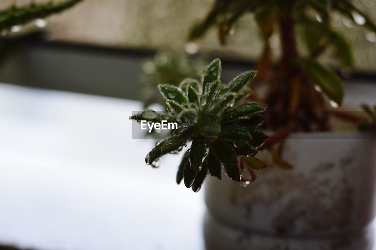 Close-up of wet potted plant