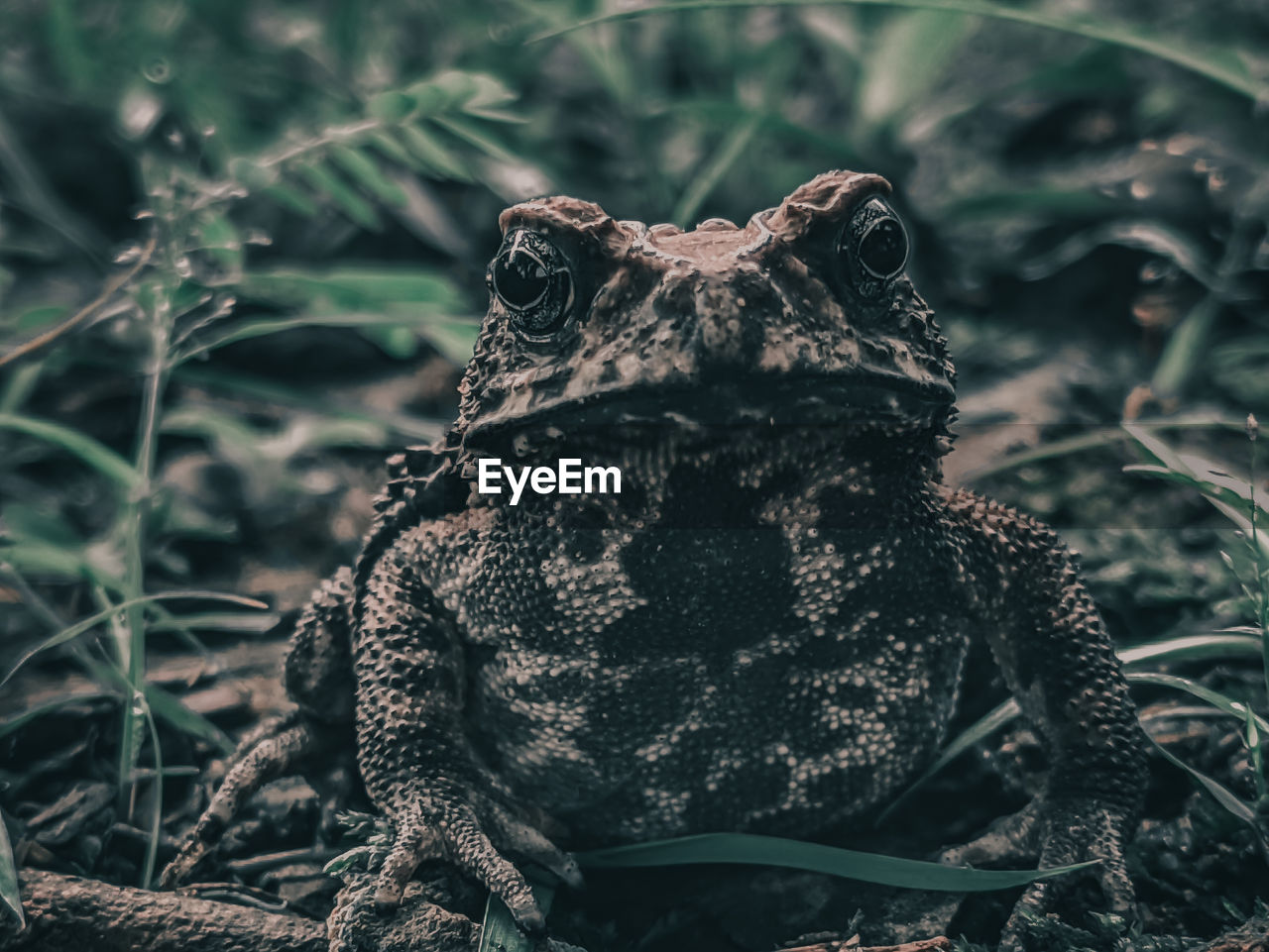 Close-up of a frog