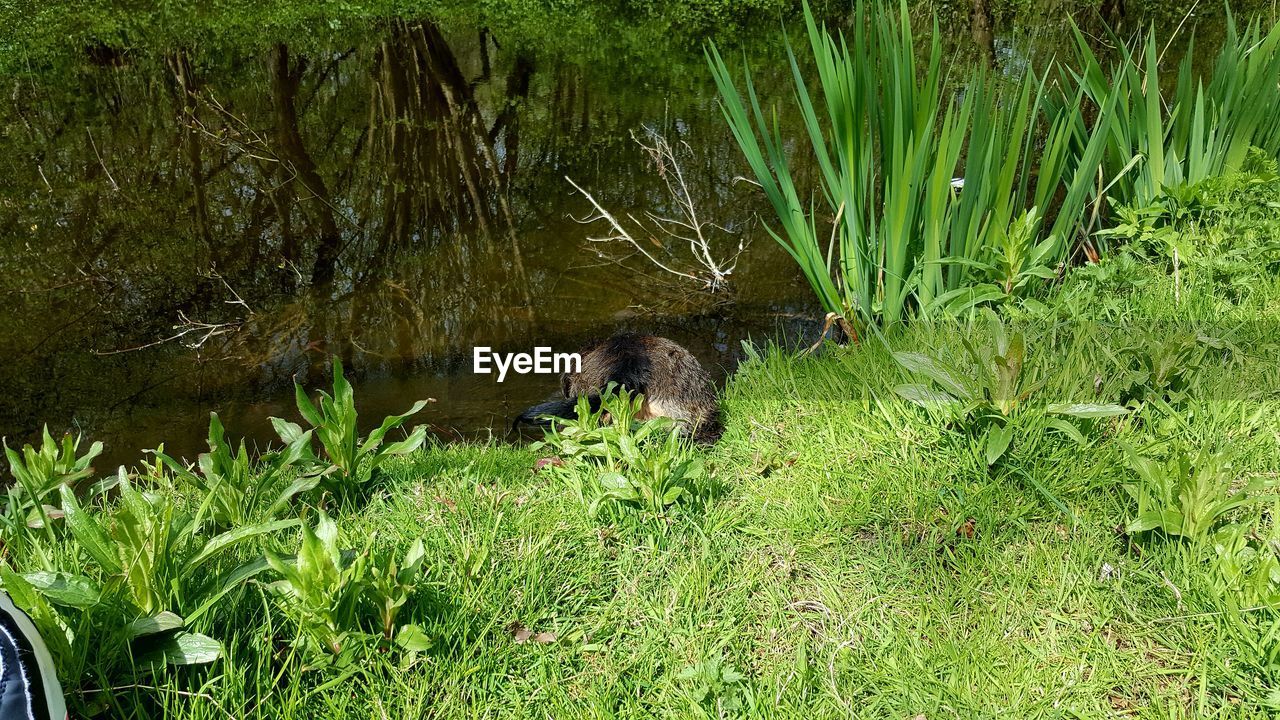 PLANTS GROWING IN POND