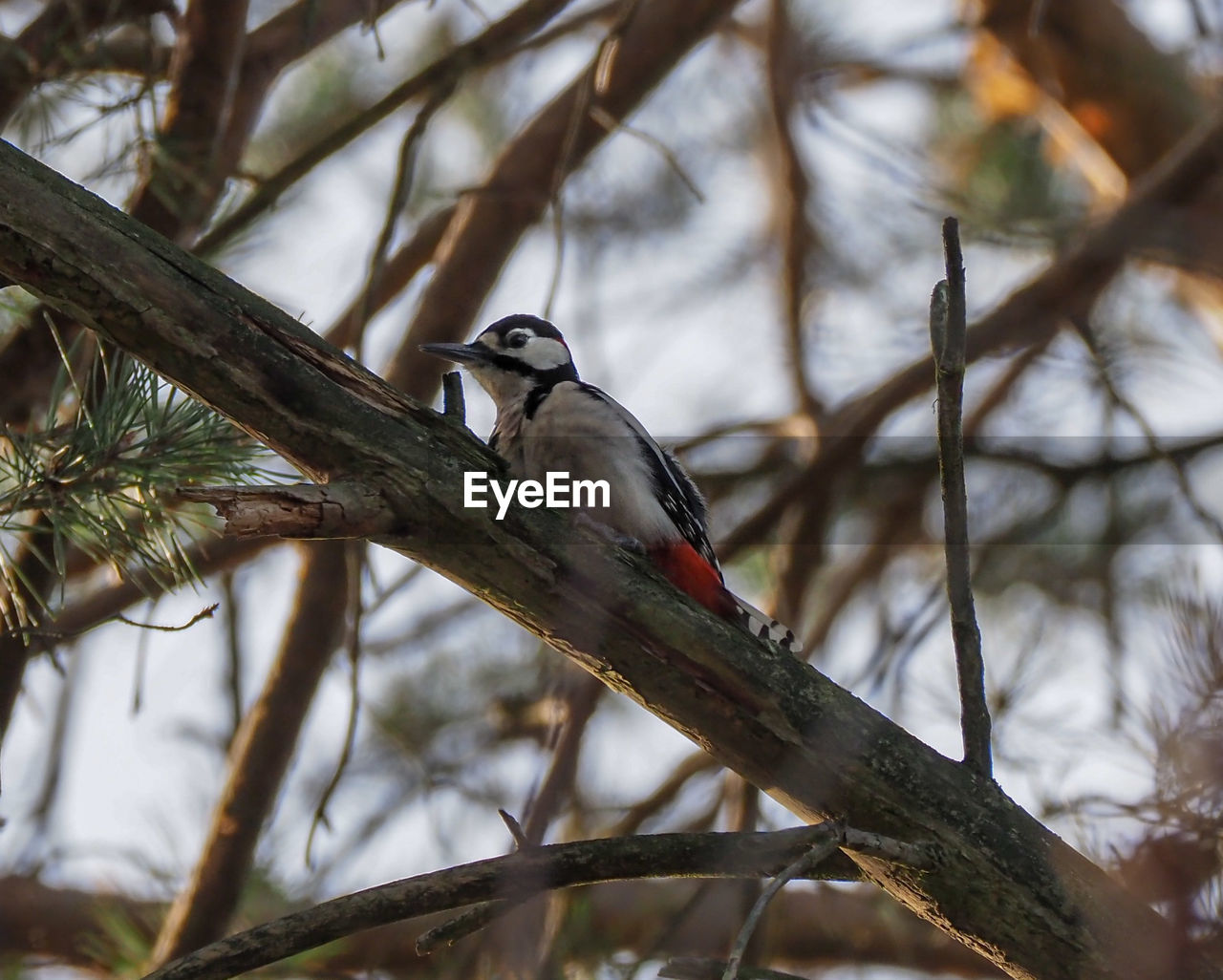 BIRD PERCHING ON TWIG