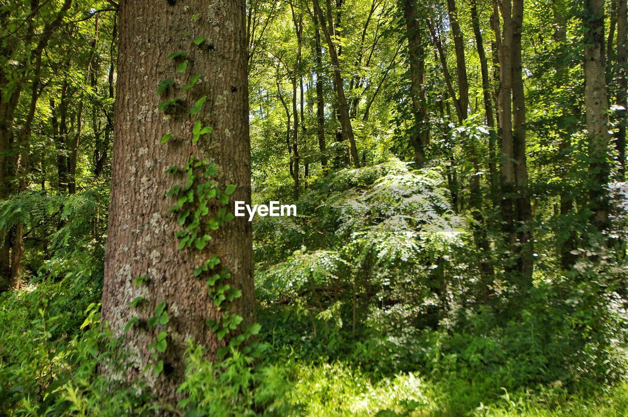 TREES AND PLANTS GROWING IN FOREST