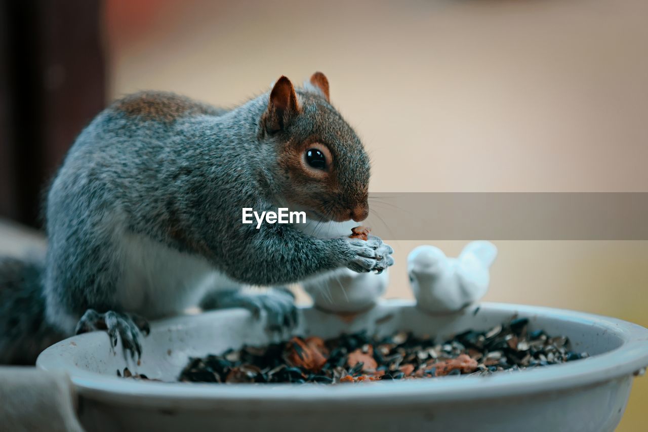 animal, animal themes, rodent, mammal, eating, animal wildlife, food, squirrel, one animal, food and drink, whiskers, no people, close-up, pet, cute, chipmunk, nut, indoors, focus on foreground, healthy eating, seed, nut - food, nature