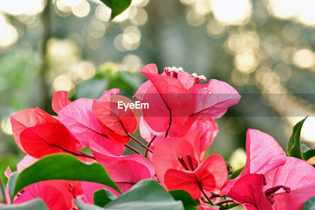 Close-up of pink flowers