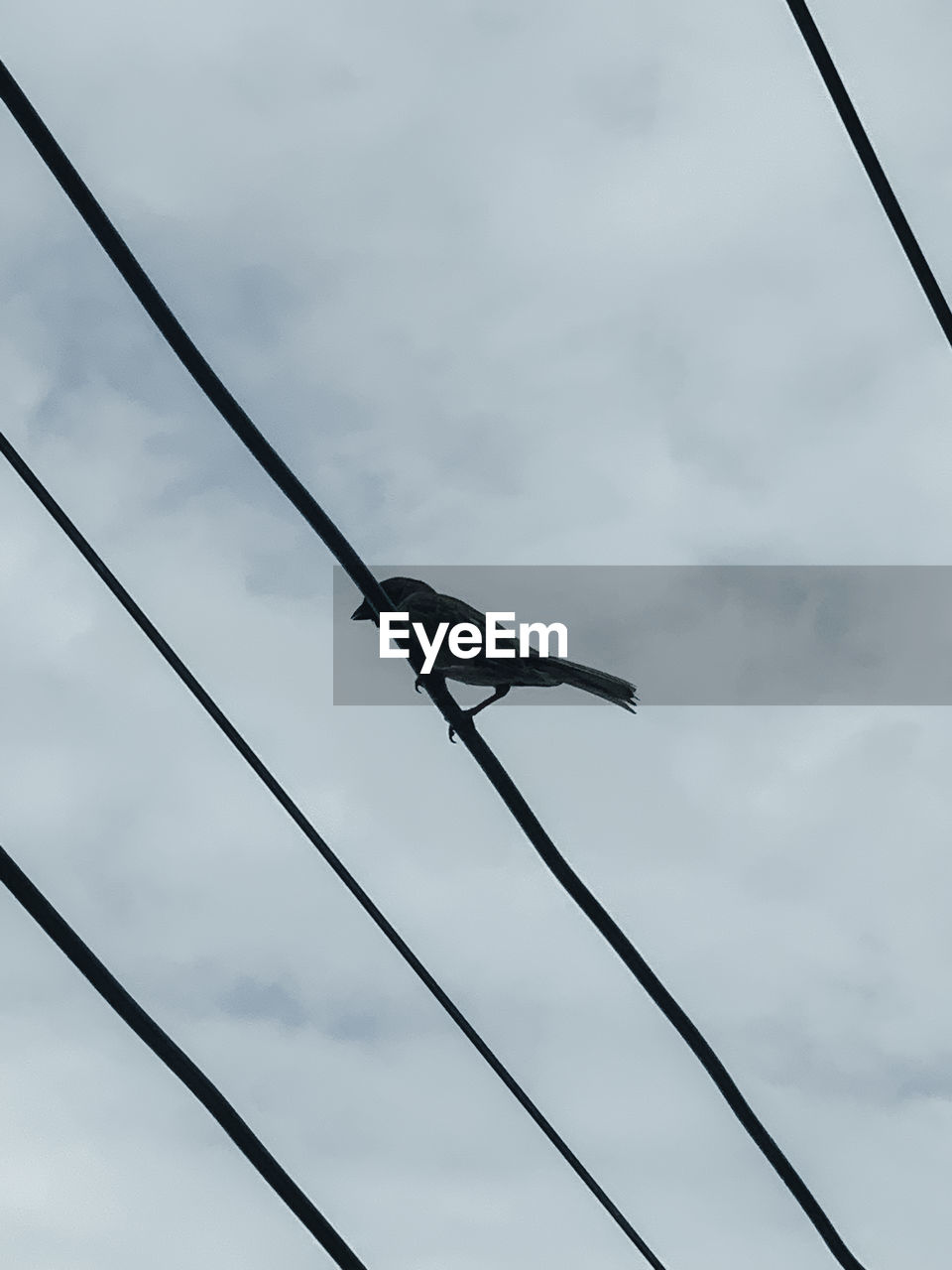 bird, sky, animal, animal themes, cloud, animal wildlife, wildlife, low angle view, cable, line, one animal, no people, mast, wing, blue, nature, day, perching, electricity, outdoors, overcast