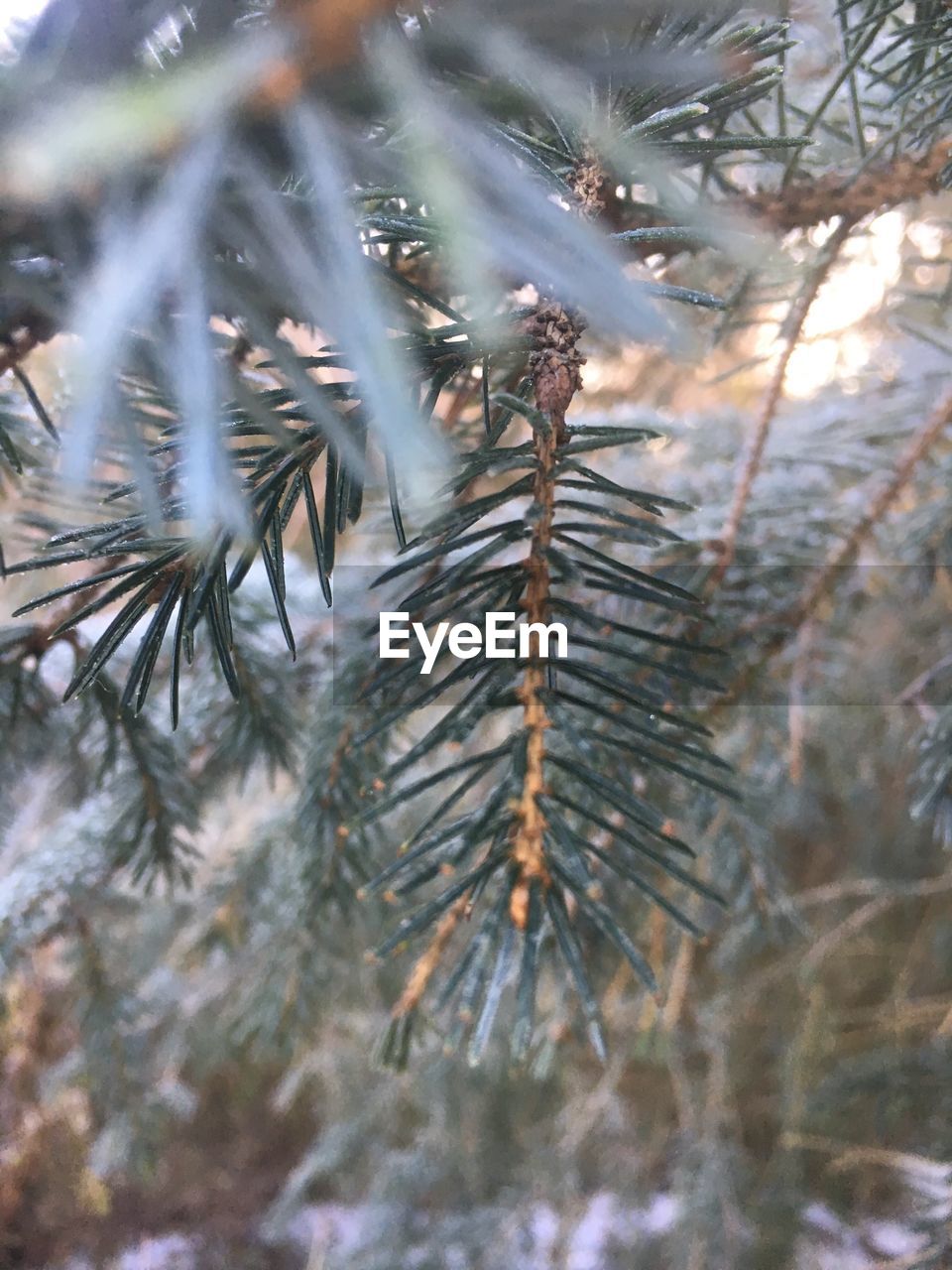 CLOSE-UP OF PINE TREE IN WINTER