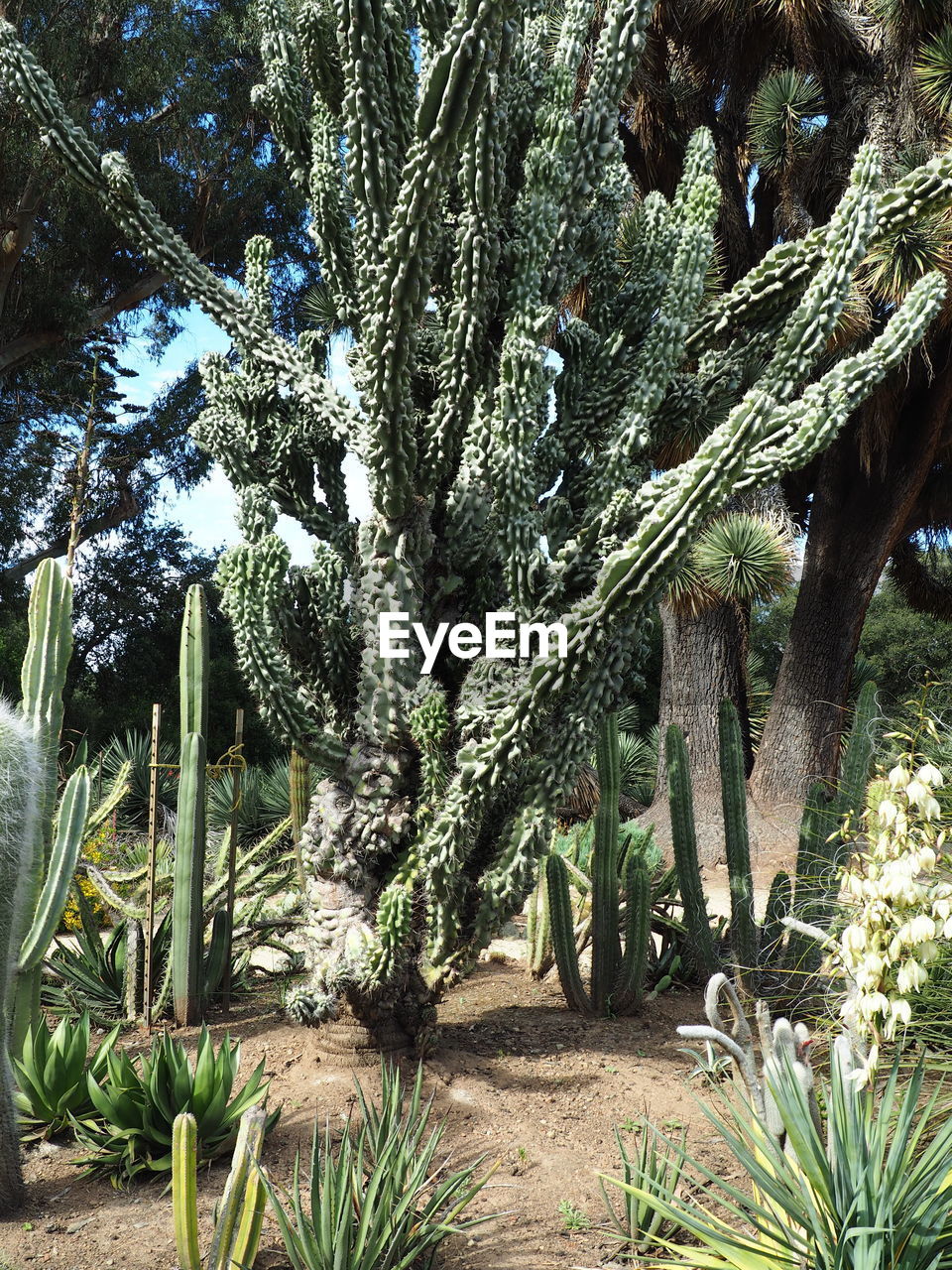 PLANTS GROWING ON LAND