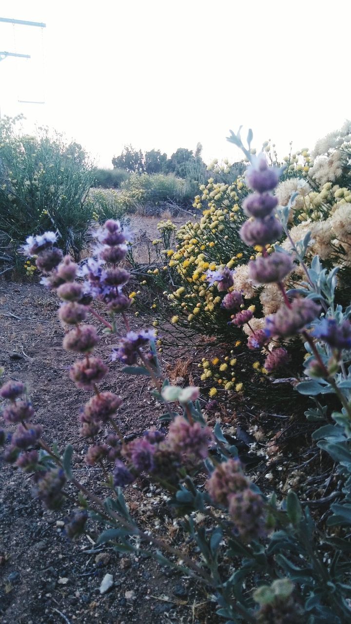 CLOSE-UP OF FLOWERS ON BRANCH