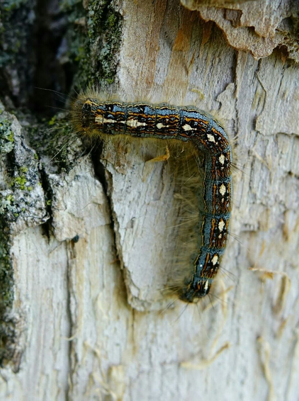 Close-up of caterpillar on tree trunk