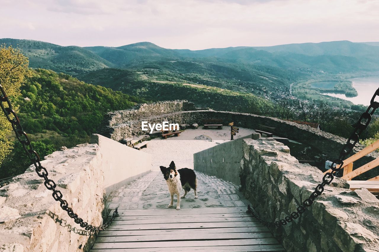 High angle view of dog amidst mountains against sky