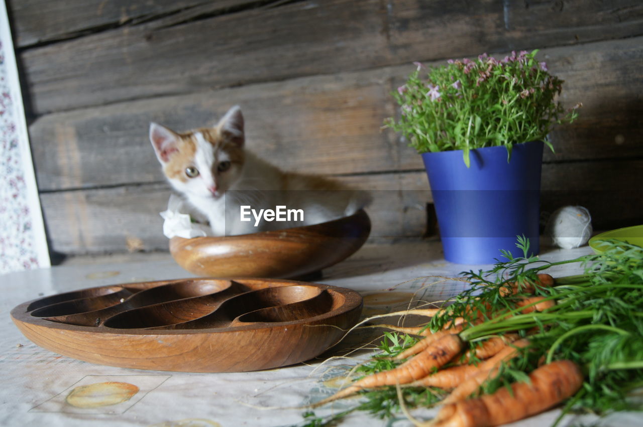 CAT LOOKING AT POTTED PLANTS