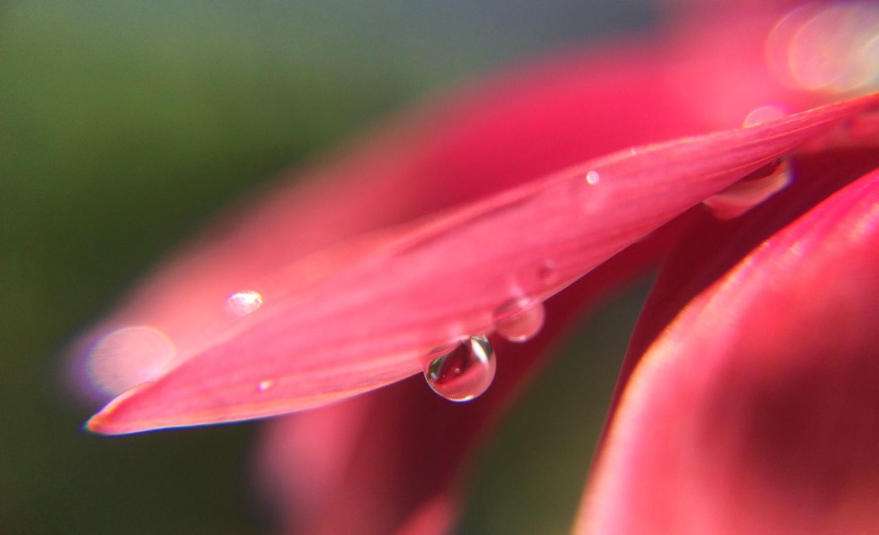 Detail shot of water drops on petal