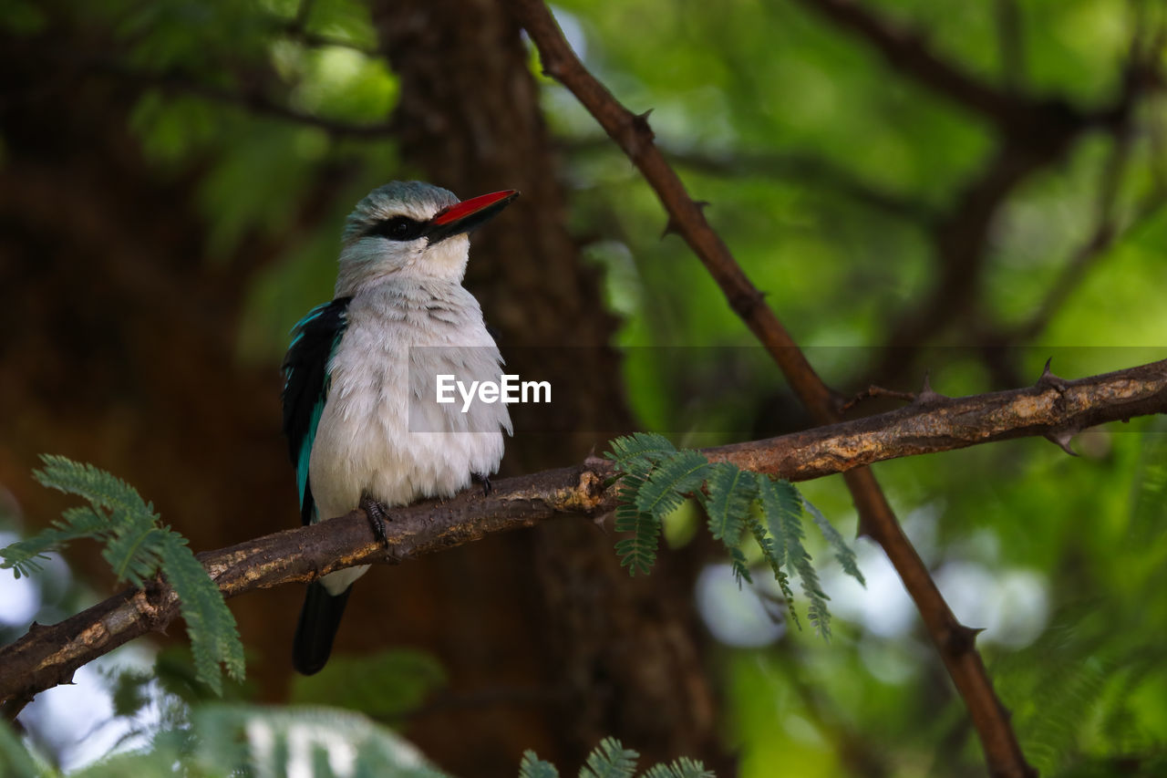 BIRD PERCHING ON BRANCH