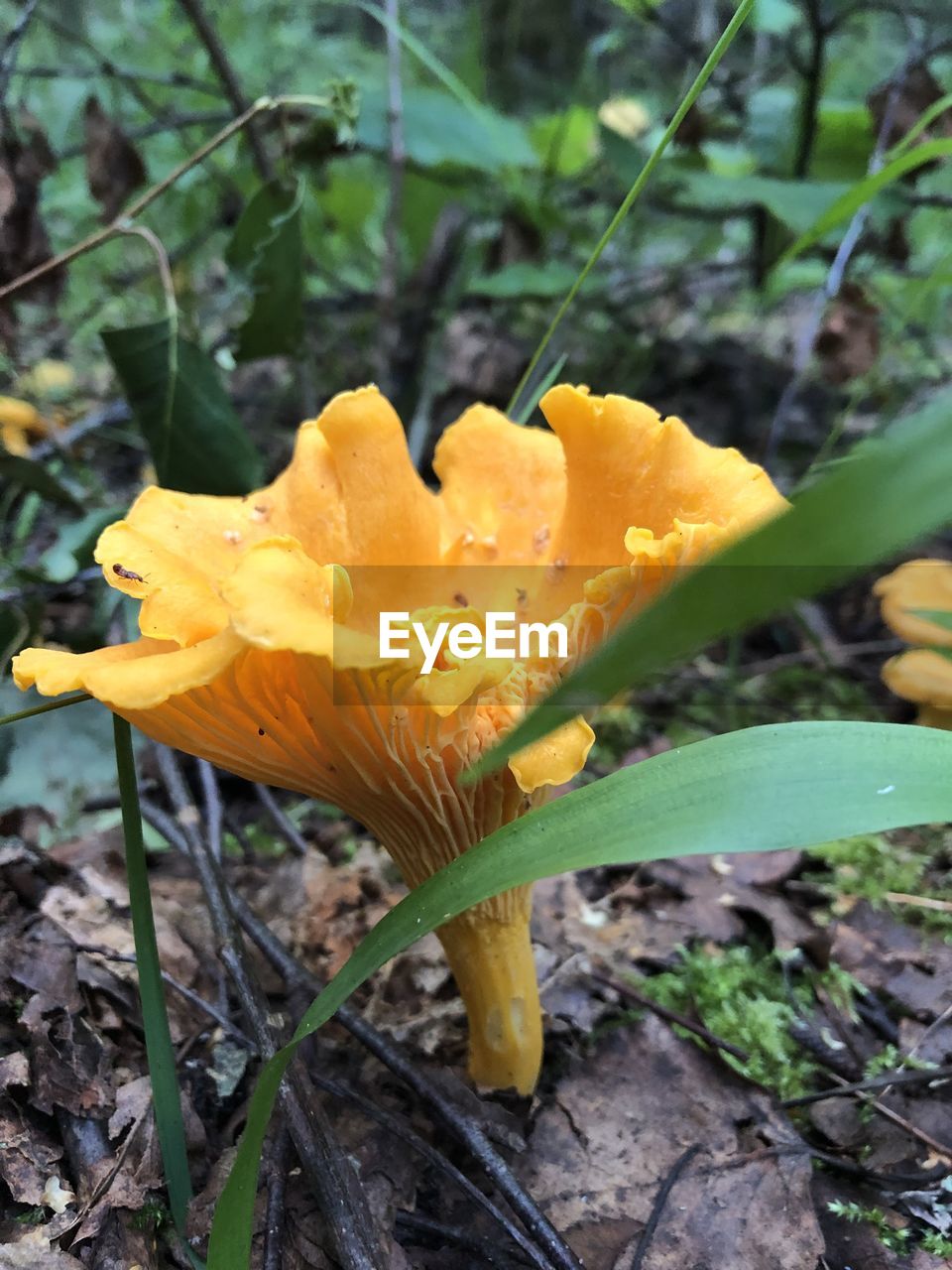 CLOSE-UP OF YELLOW FLOWERING PLANT ON LAND