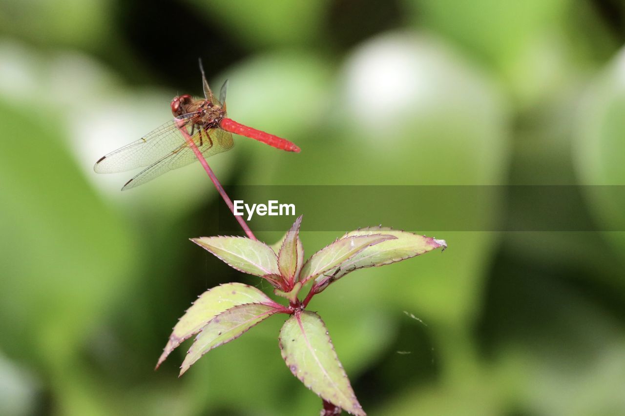 CLOSE-UP OF INSECT ON STEM