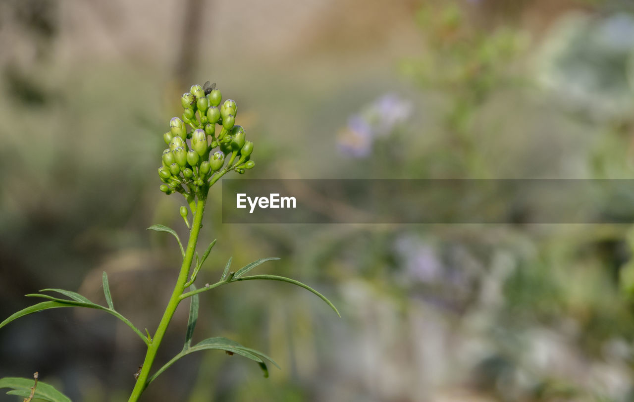 CLOSE-UP OF GREEN PLANT