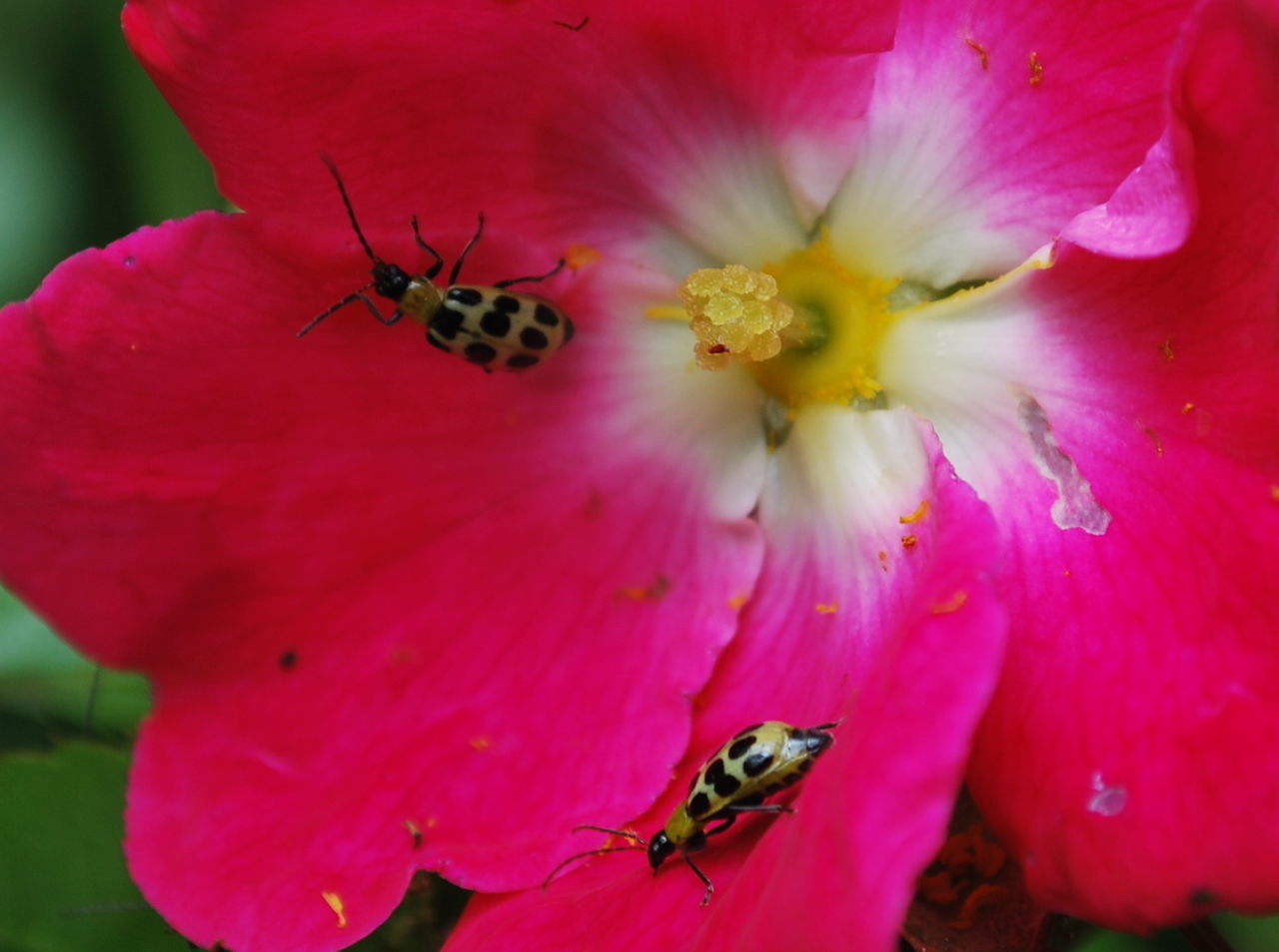 Close-up of bugs on pink flower