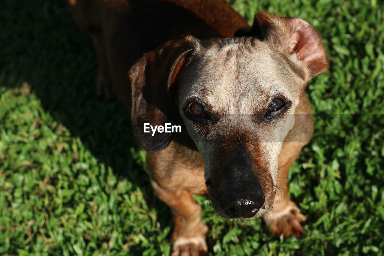 Close-up portrait of dog on field