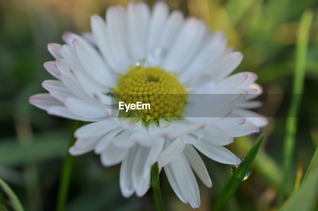 Close-up of flower