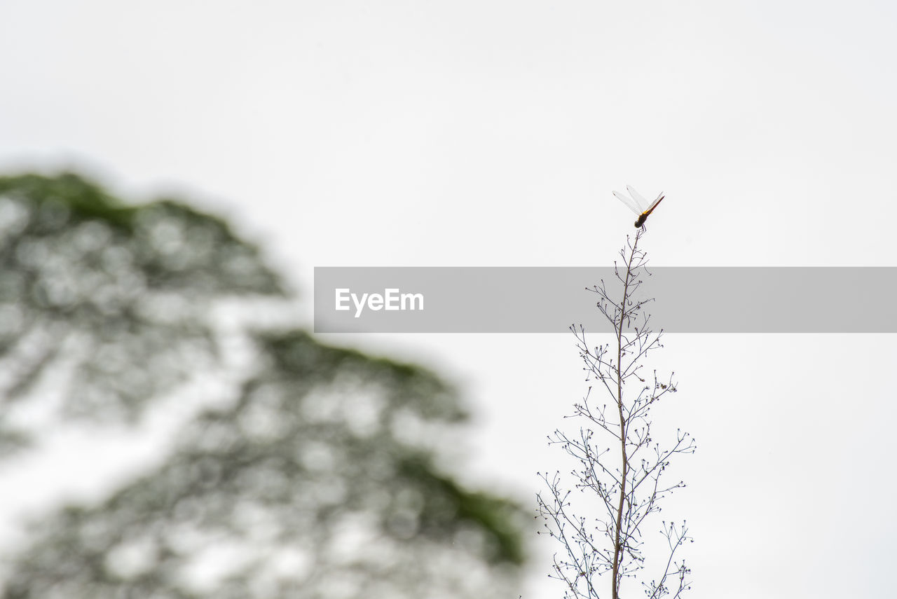 low angle view, clear sky, nature, no people, outdoors, day, one animal, animal themes, flying, animals in the wild, sky, beauty in nature, bird, tree, close-up