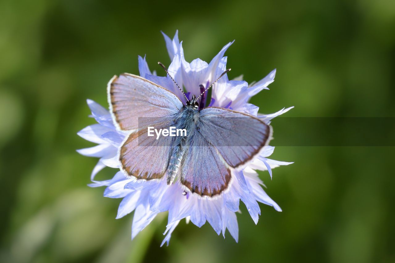 CLOSE-UP OF BUTTERFLY ON FLOWER