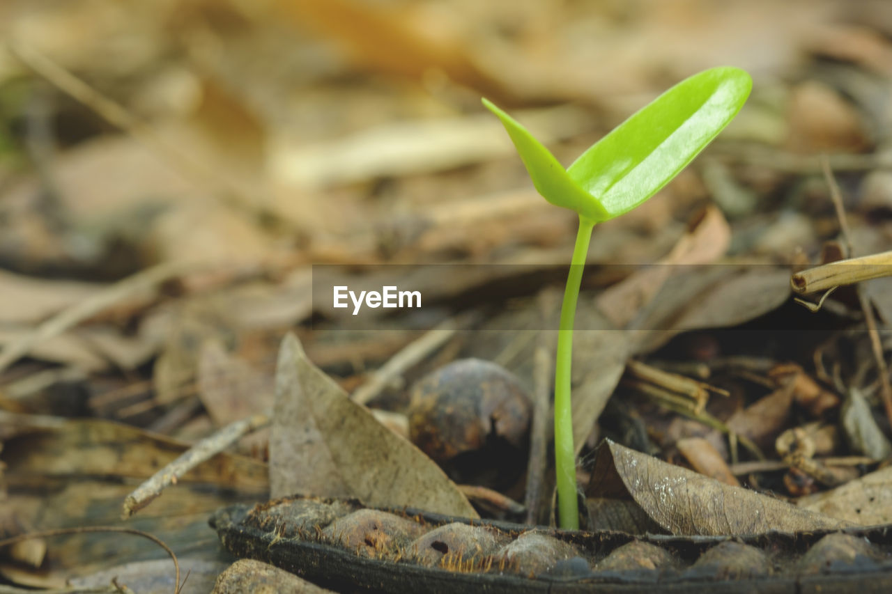 Close-up of plant growing on field