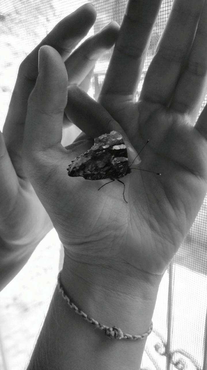 CLOSE-UP OF A HAND HOLDING CRAB