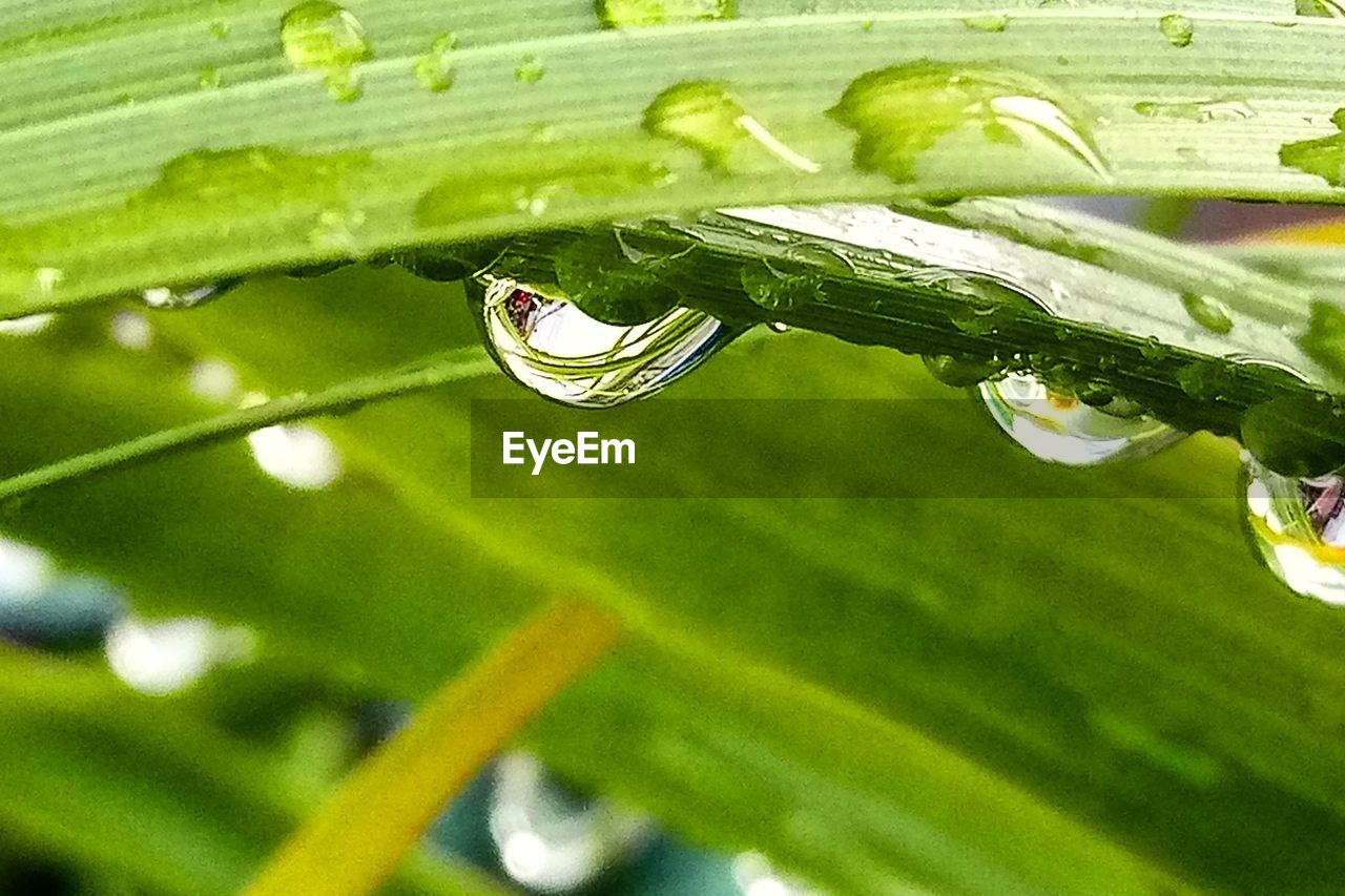 CLOSE-UP OF DEW DROPS ON LEAVES