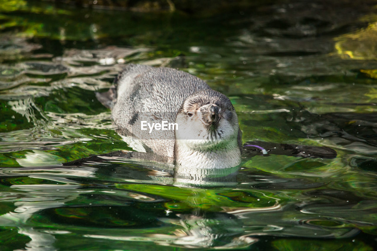 CLOSE-UP OF DUCK SWIMMING ON LAKE