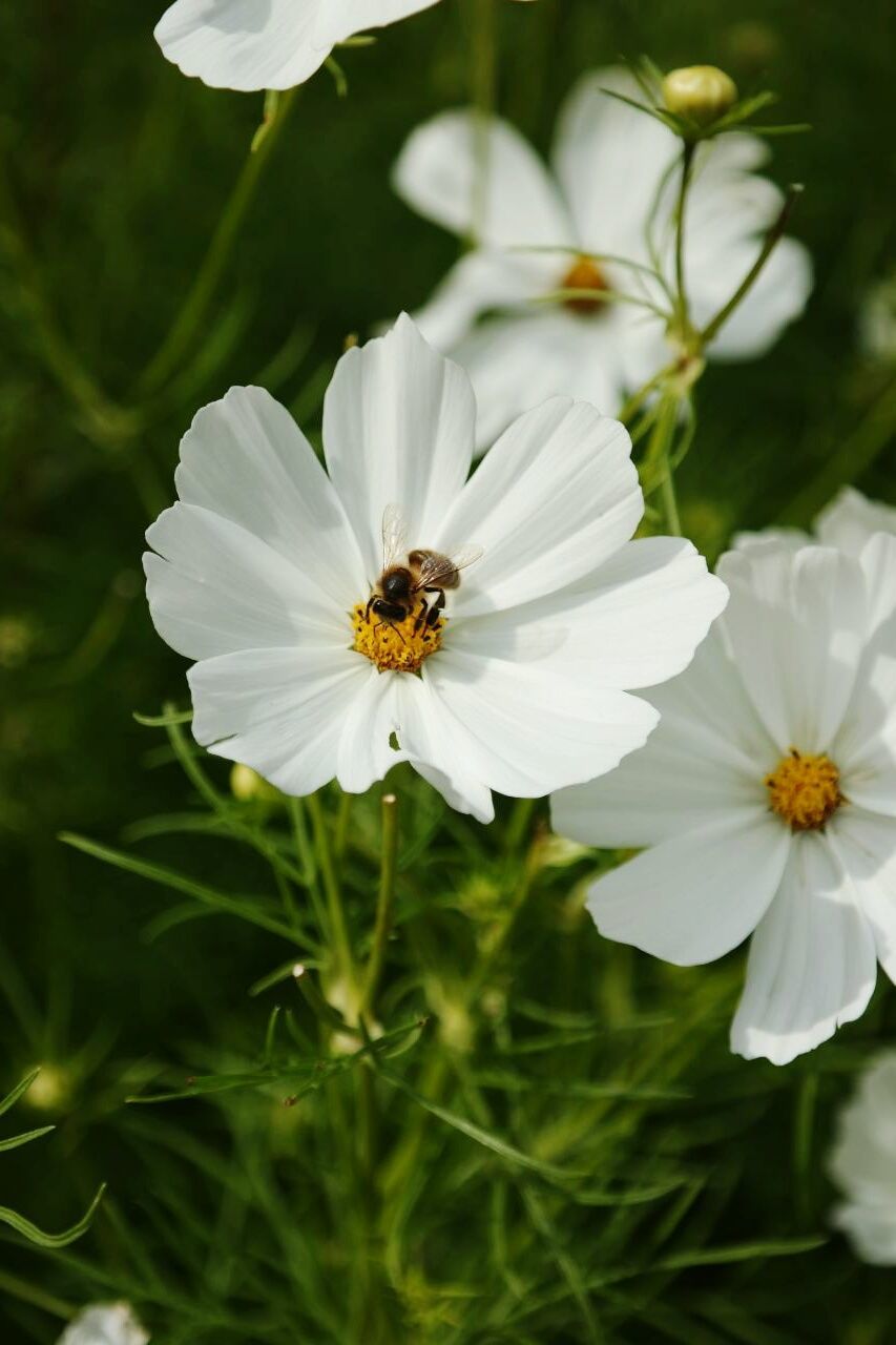 High angle view of insect on white flower