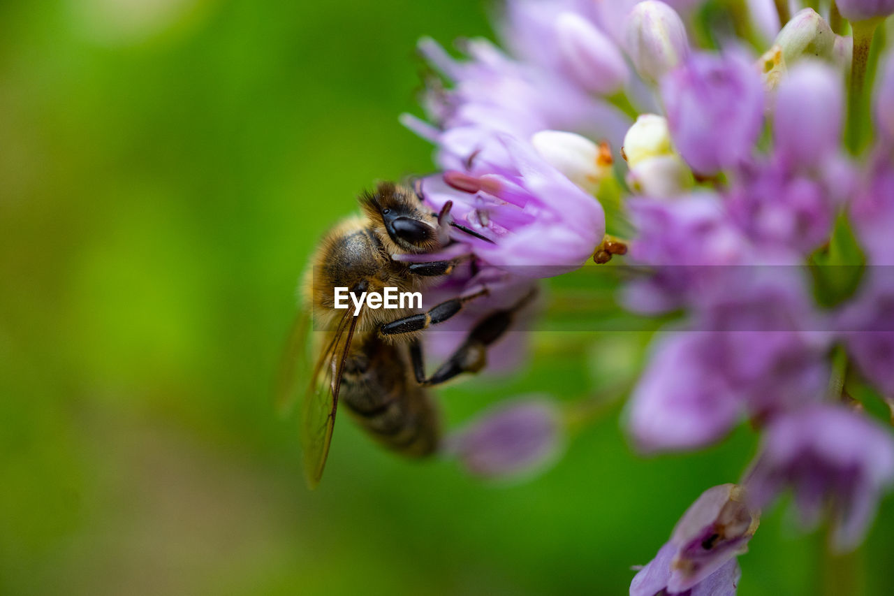 CLOSE-UP OF HONEY BEE POLLINATING ON FLOWER