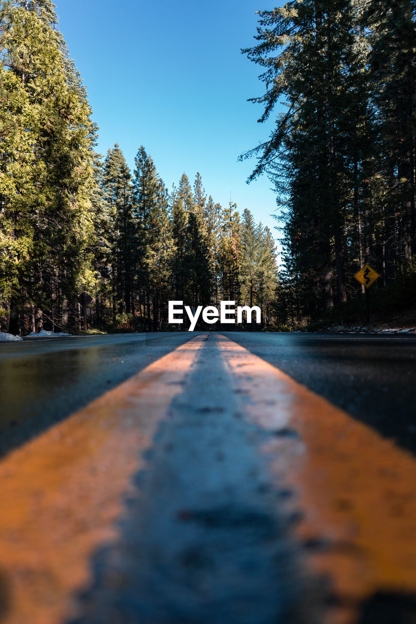 SURFACE LEVEL OF ROAD AGAINST TREES