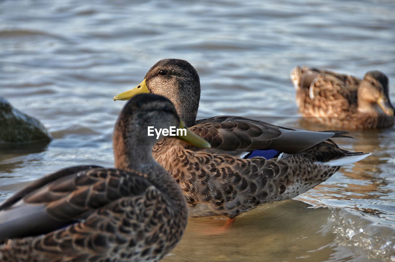 Mallard ducks swimming in lake