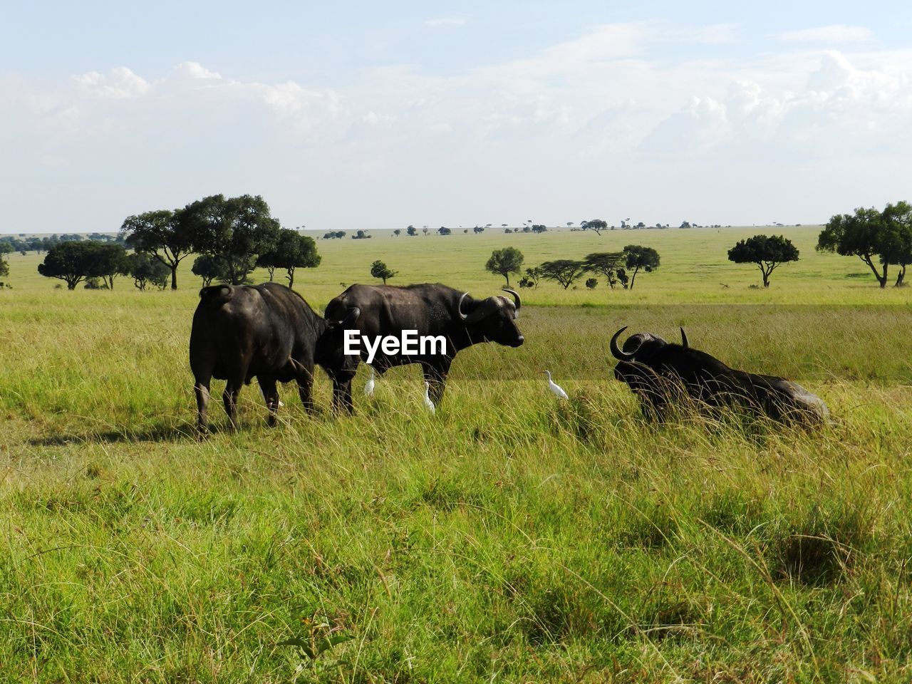 Group of african buffalos grazing in the african savannah, kenya