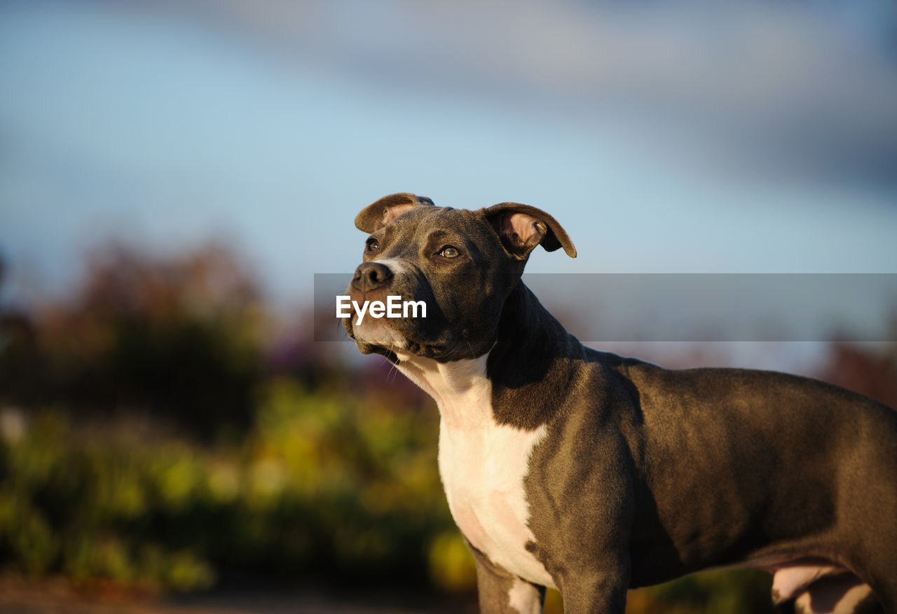 Close-up of dog against sky