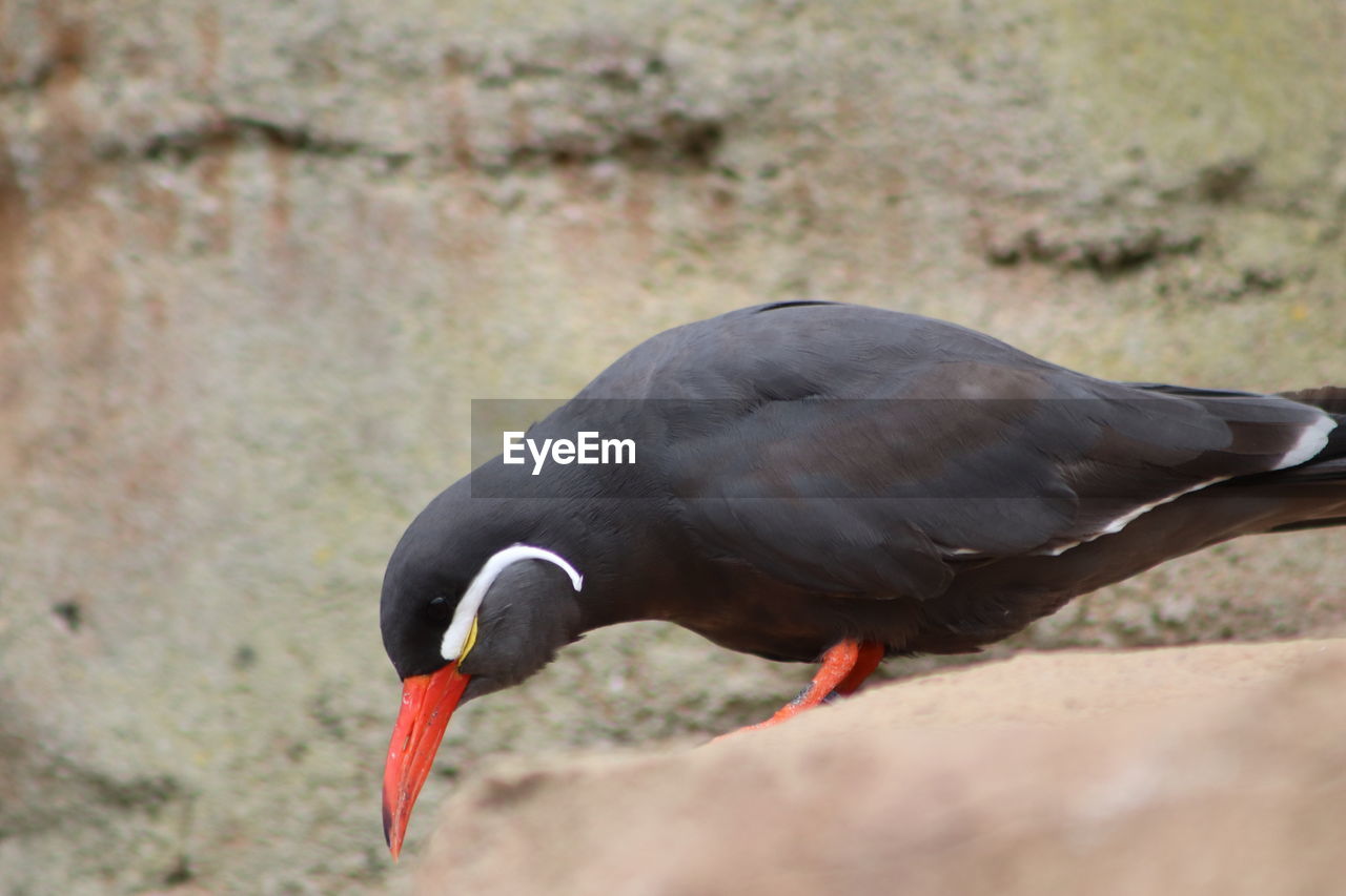 Close-up of bird perching