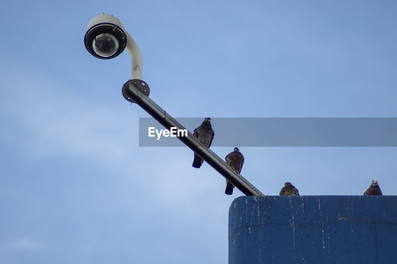 Low angle view of bird perching on pole against sky