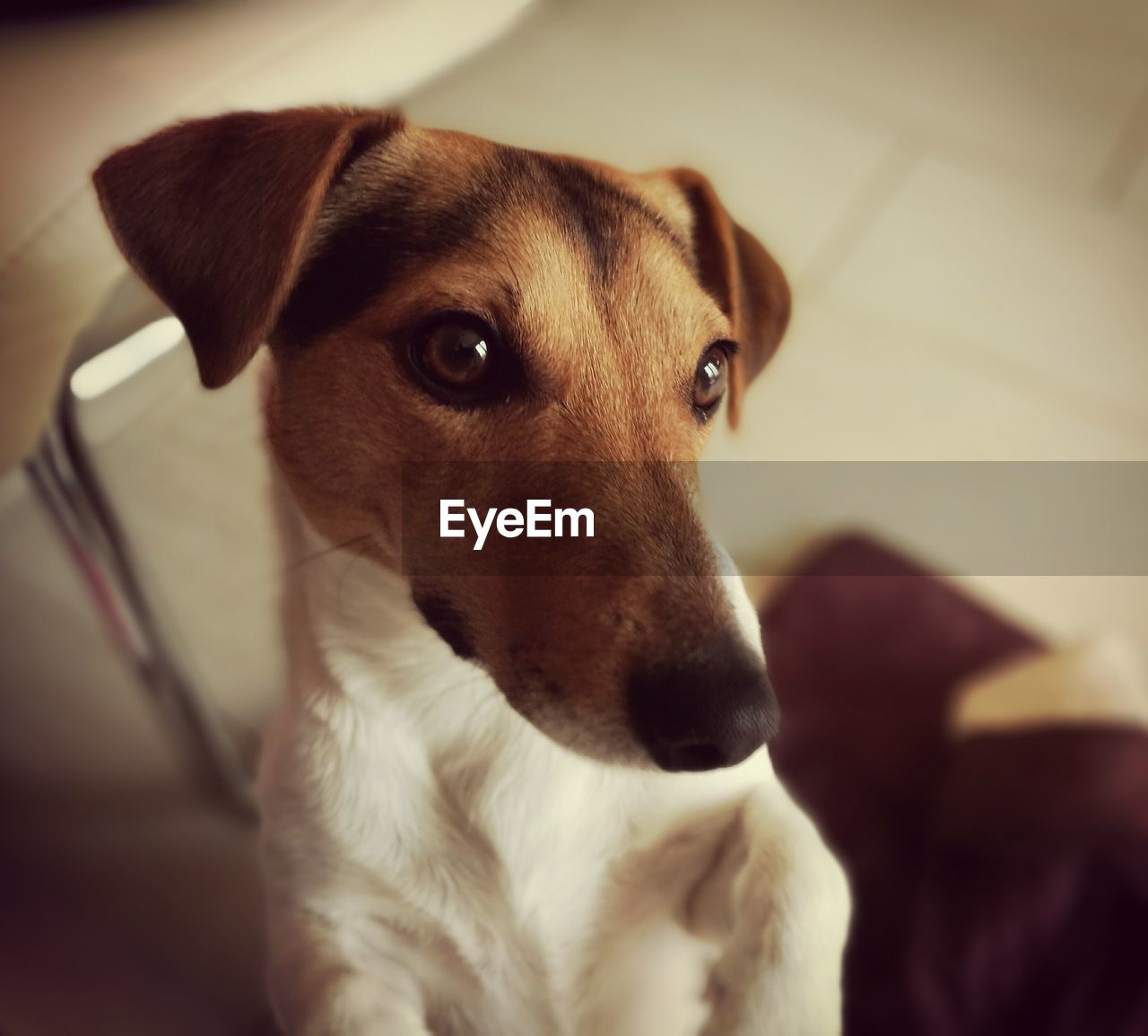 Close-up portrait of dog sitting