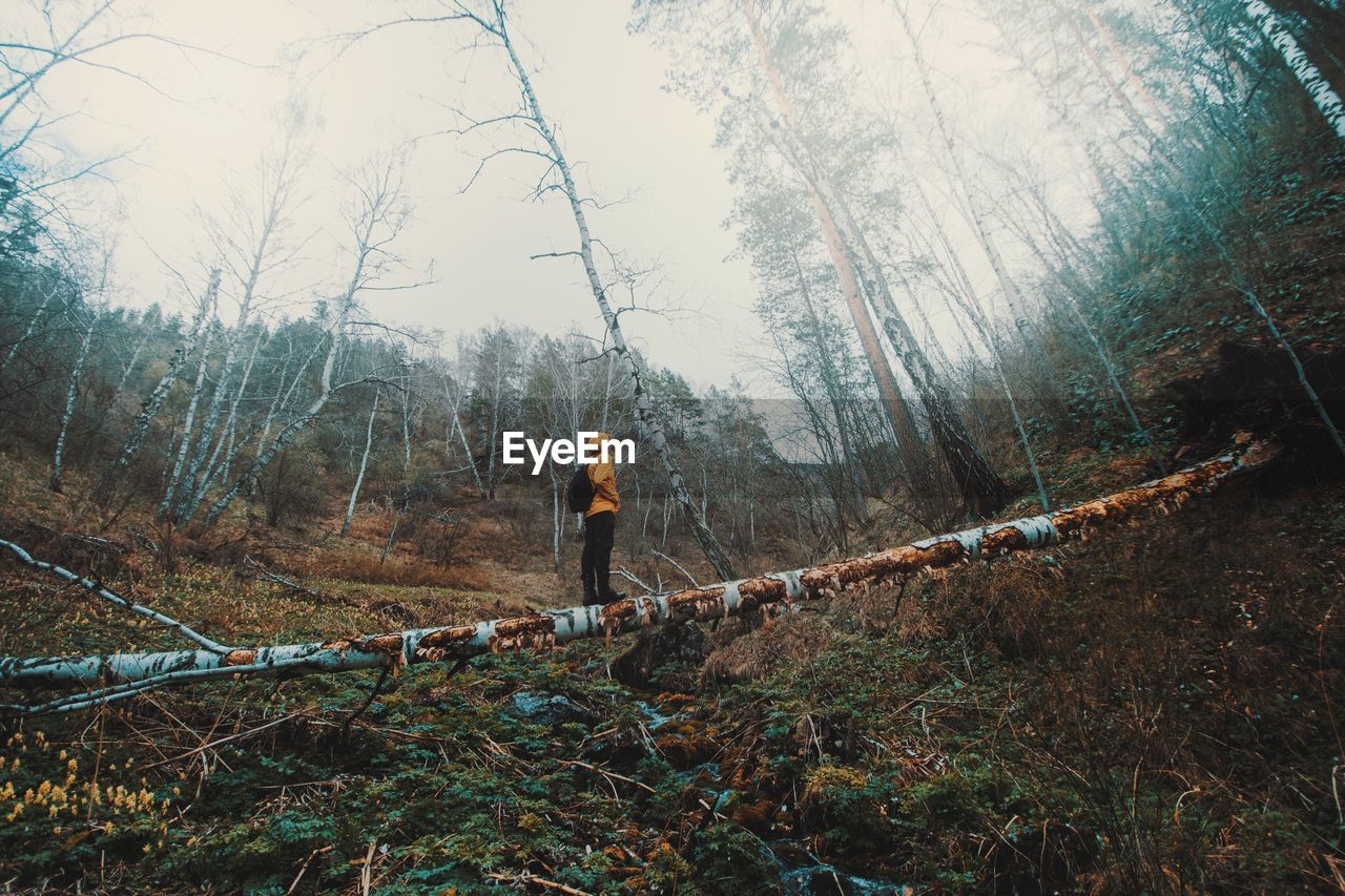Man standing on tree trunk in forest
