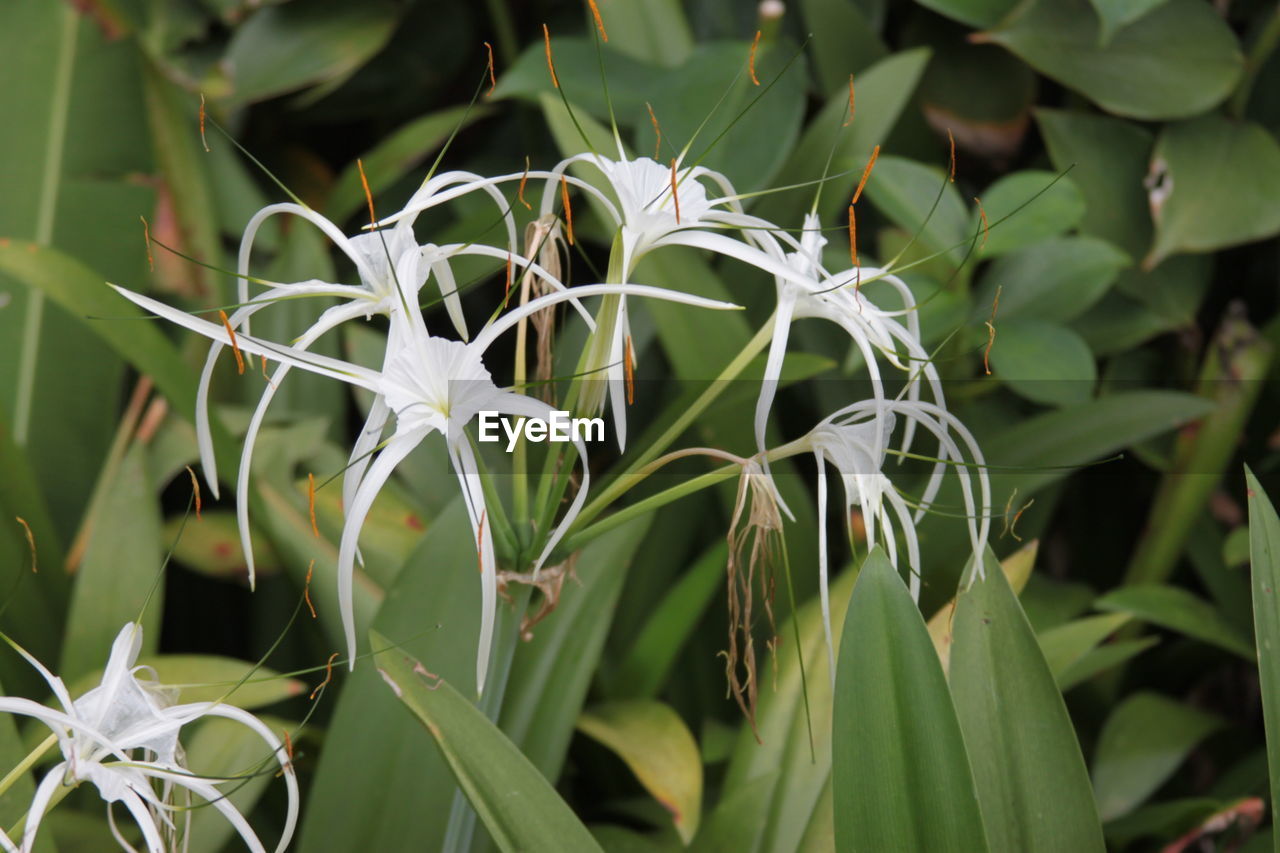 CLOSE-UP OF FLOWERING PLANTS